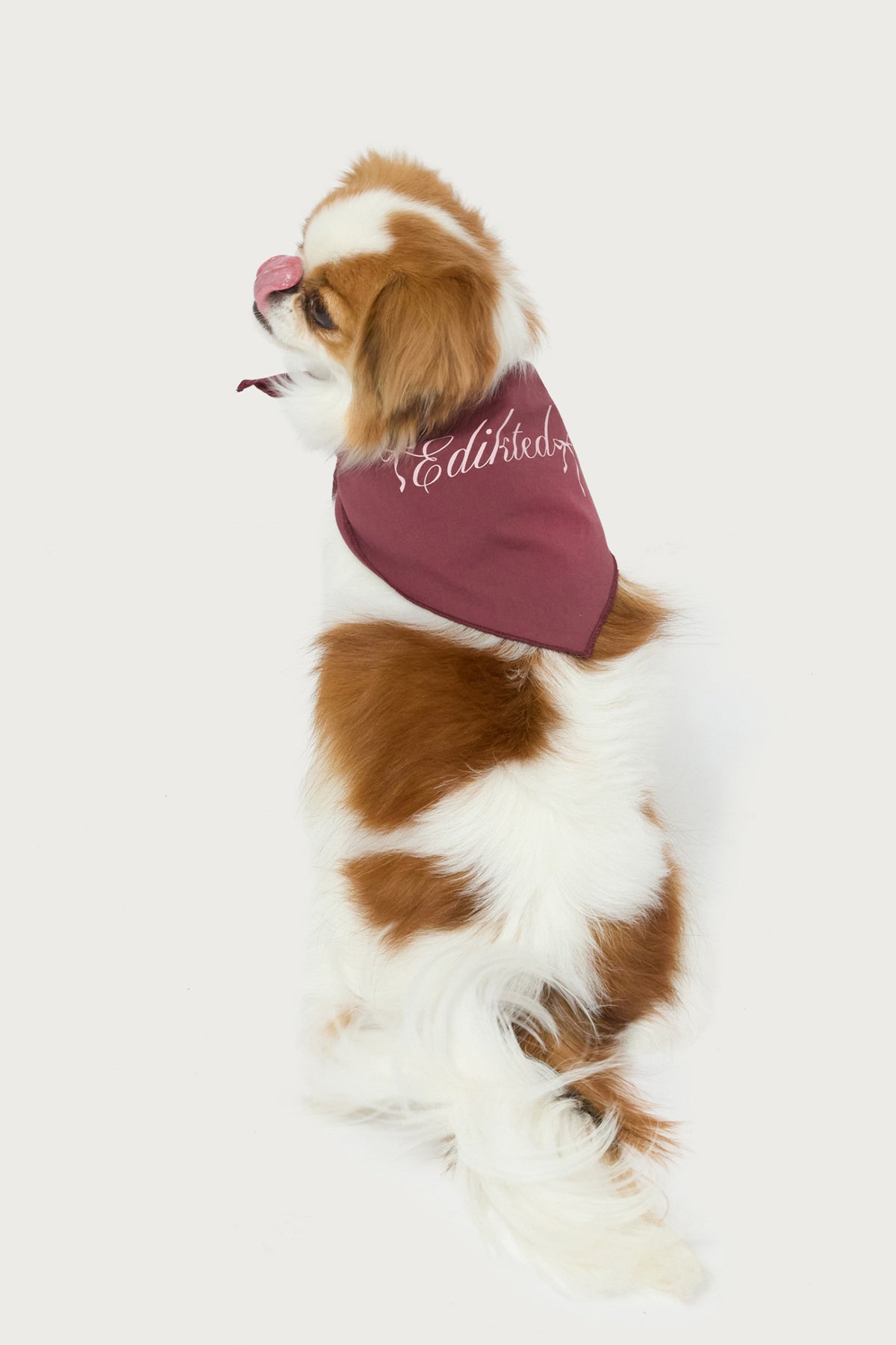 Sasha Bow Pet Bandana - Image 3