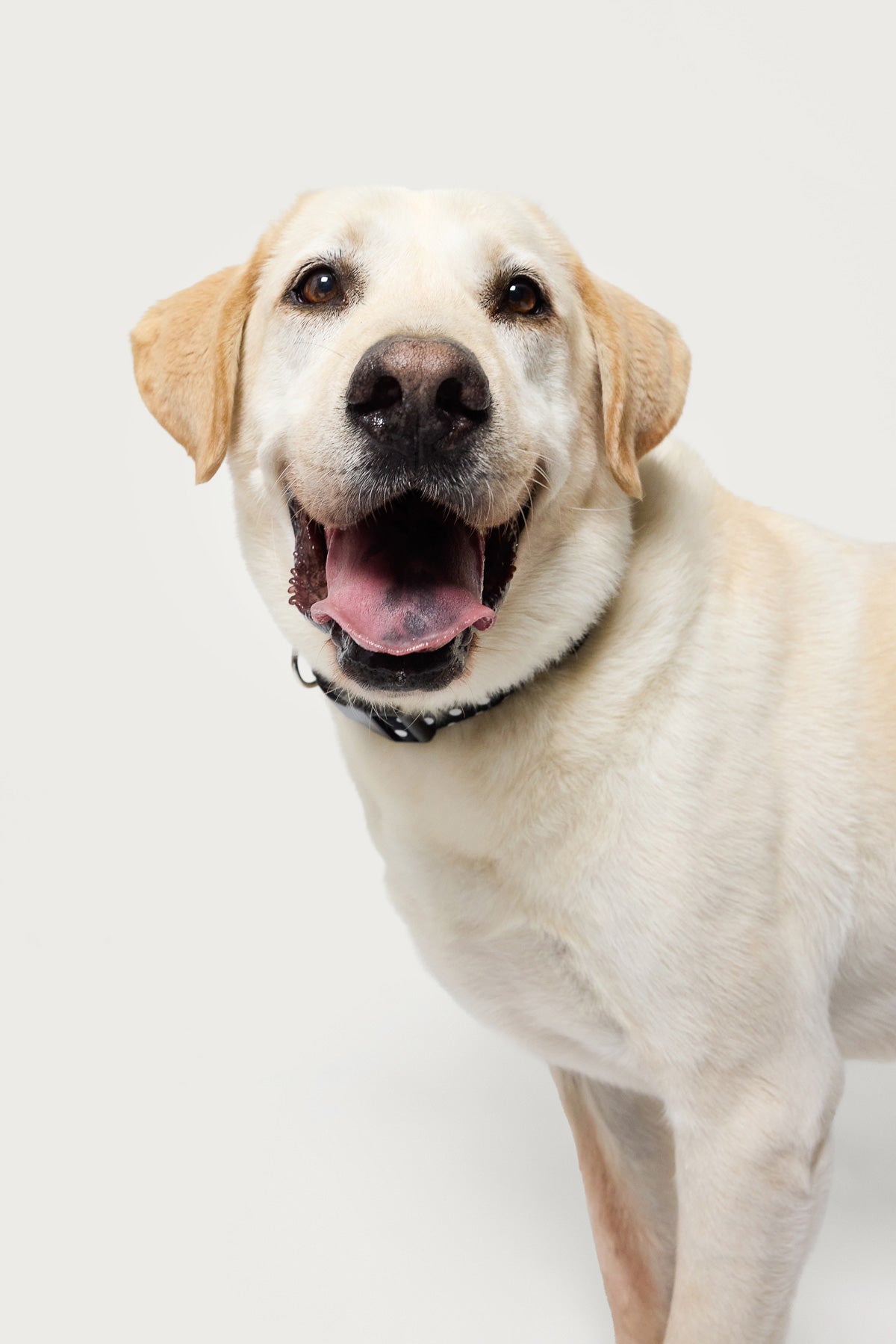 Spotted Edikted Pet Collar - Image 3