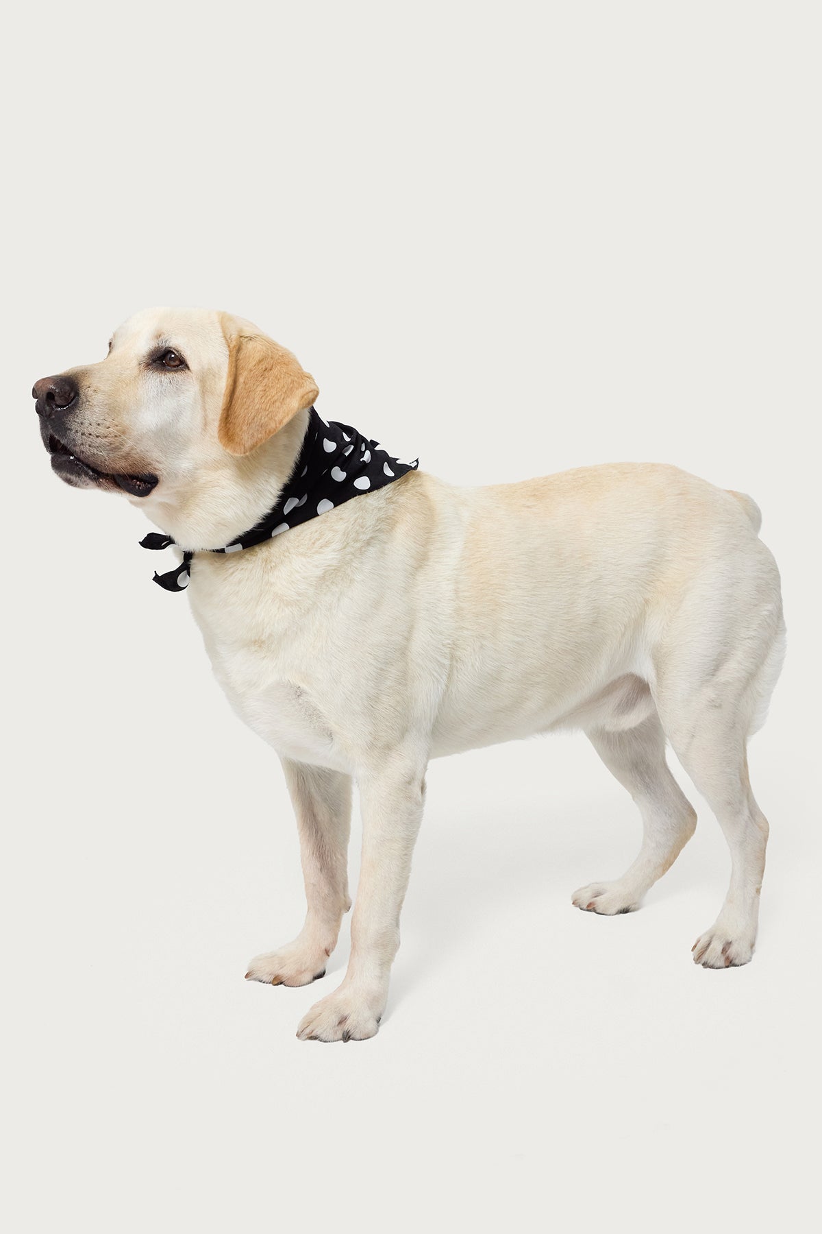 Pawka Dot Edikted Pet Bandana - Image 3