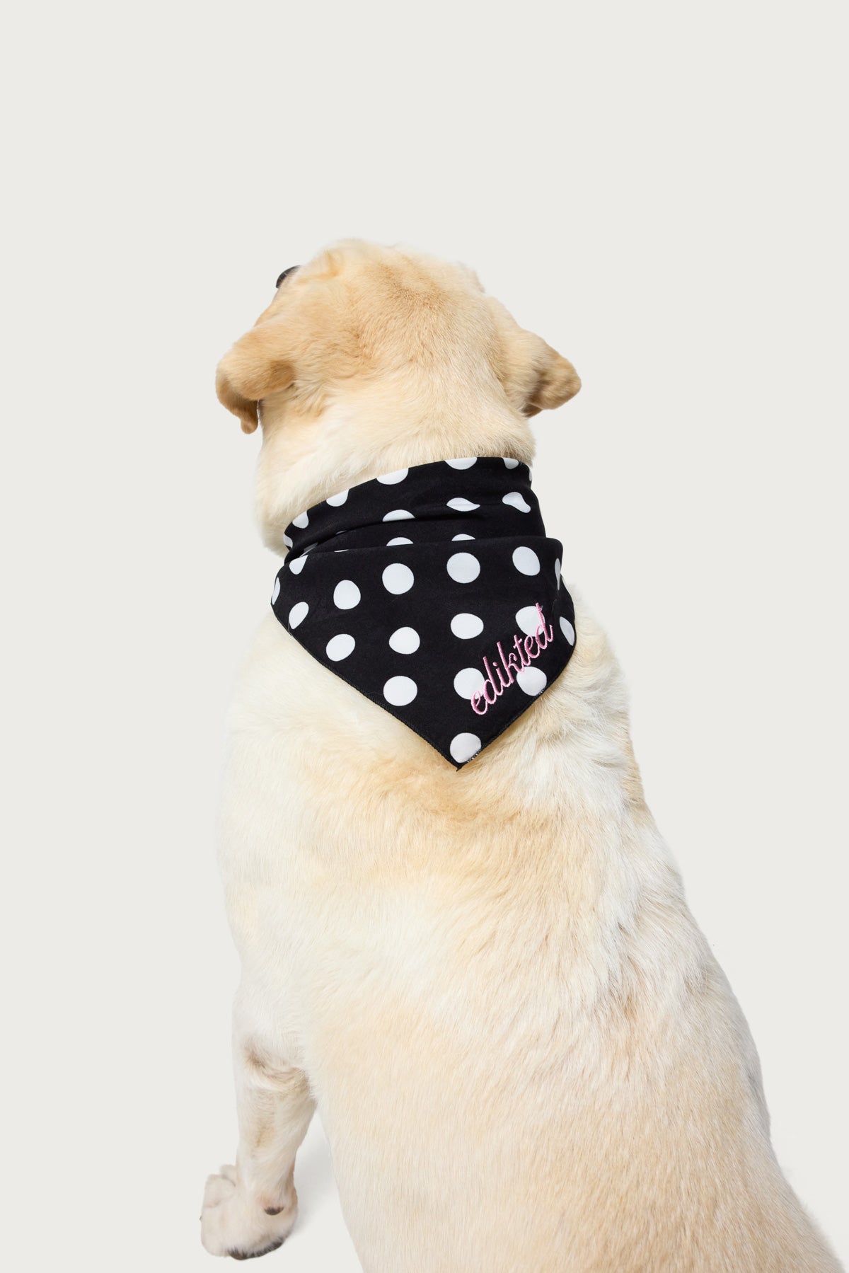 Pawka Dot Edikted Pet Bandana - Image 2