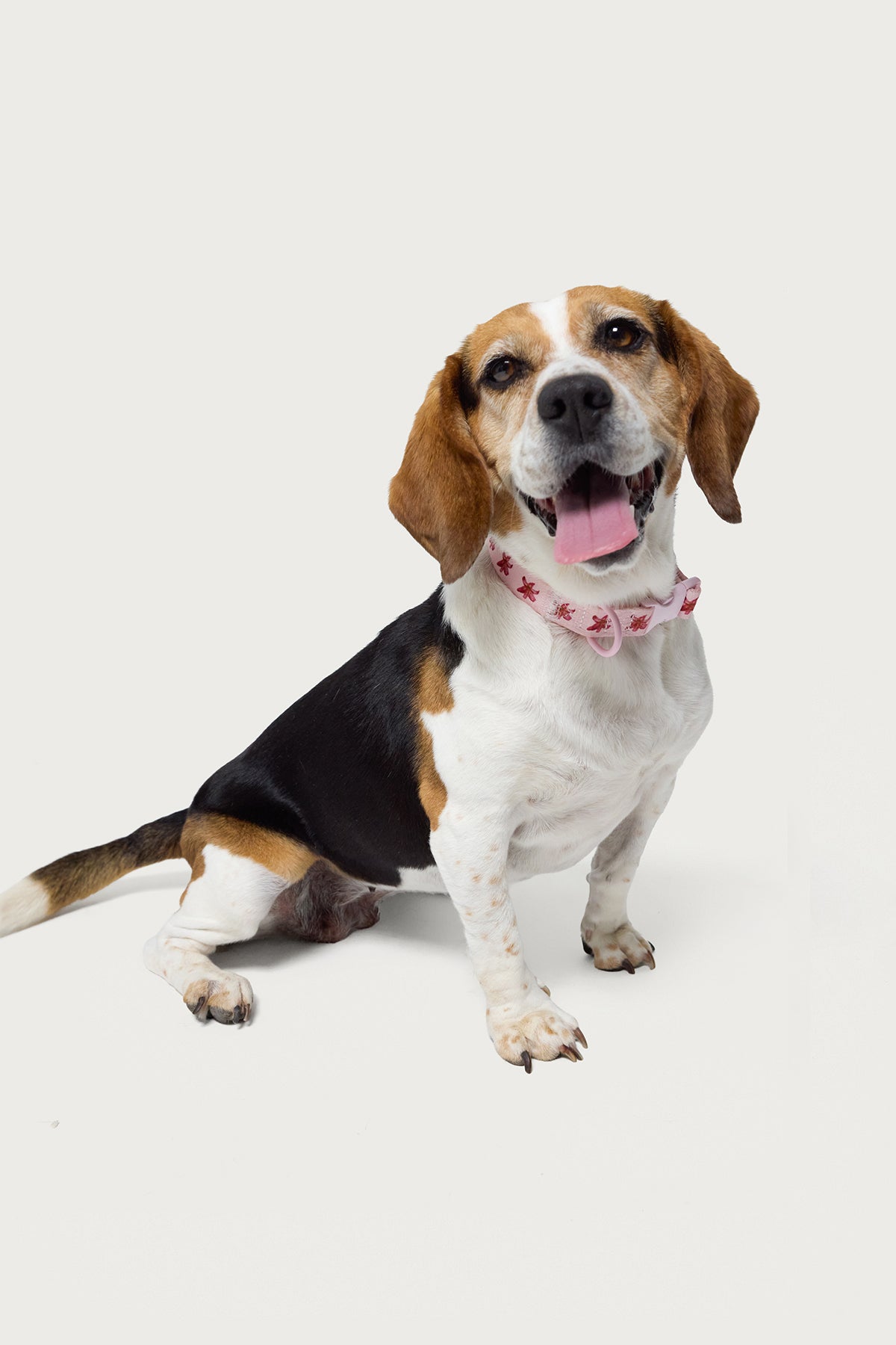Daylily Pet Collar - Image 2